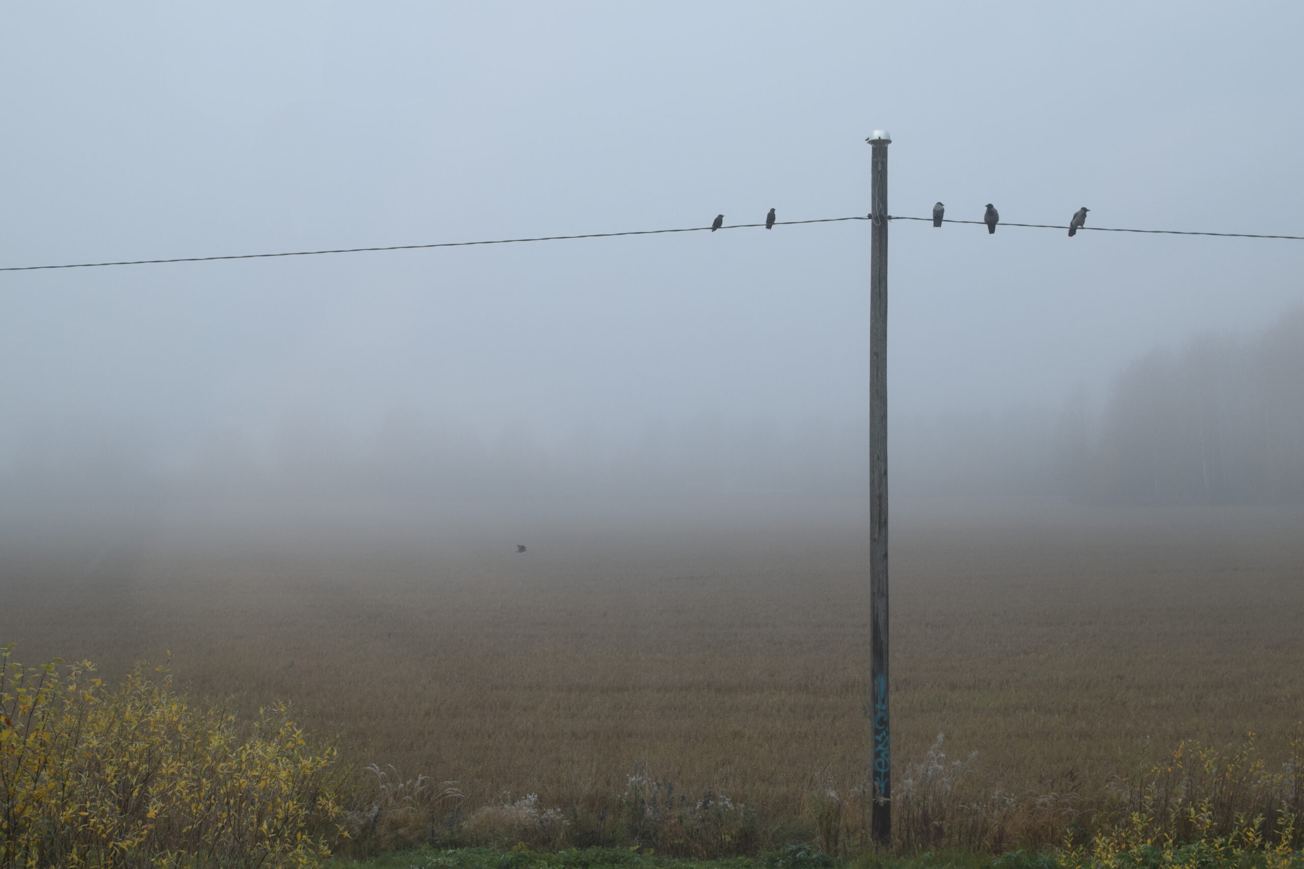 19.3.2023 / [of sound] – Akustisen Ekologian Seura – keskustelu / discussion